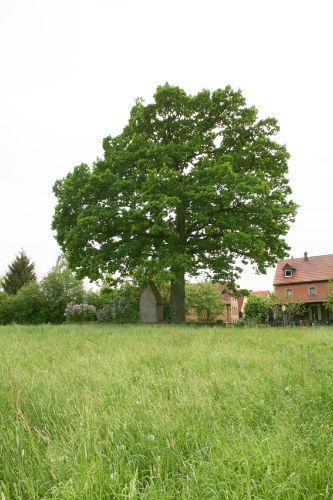 Kaim * Prichsenstadt